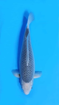 ikan koi import jenis asagi 60cm