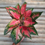 Aglaonema Kochin