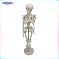 [ukgjmkm6] Half Size Human Skeleton Model , Science Classroom Study Display Decoration, Aids Esquele