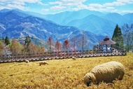 南投｜《挑戰百岳X花現杜鵑花季》登上石門山.清境農場數羊去．埔里酒廠二日｜高雄台南