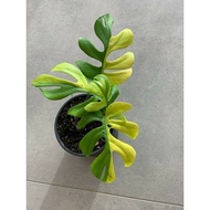 promo!! bibit bonggol Philodendron Minima Variegata langka