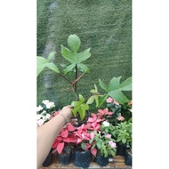 ♞,♘,♙Philodendron Rudolph (lush, live plant)