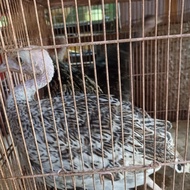 ayam kalkun remaja sepasang