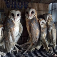 Burhan/Burung Hantu Barn owl/Tyto alba/Pembasmi hama tikus