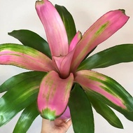 Cryptanthus/Pokok Nanas/Bromeliad/Real live plant/pokok hidup/plant/gardening/office plant- Seri Bjaya Nursery