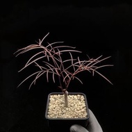 SG2636-夢幻葉毛里求斯葡萄甕/多年老樁🔥多肉植物小盆栽禮物🔥