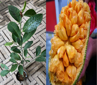 MM- Anak Pokok Cempedak Champion / Cempedak King