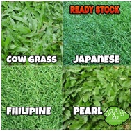 Pembekal Rumput Hidup / Carpet Grass / Rumput Japanese / Cow Grass / Filipina Grass / Rumput Mutiara