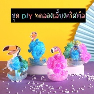 A Dozen DIY Crystal Feeding Set Science Toys For Children