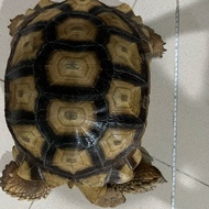 kura kura sulcata dewasa sehat