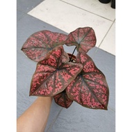 Caladium Darth Maul.