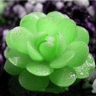 Hui Grass Planting Farmers Sow Succulent Seeds in Four Seasons Rare Succulent Seed Balcony Potted Desktop Display Succul