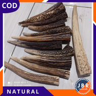 Cangklong Tanduk Rusa Asli Lubang Multi