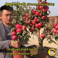 (Perkecambahan Tinggi 40 Buah) Bibit Apel Manis Hasil Tinggi Untuk Menanam Bonsai Kerdil Bibit Apel