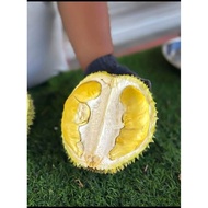 ANAK POKOK DURIAN D99( KANCING BAJU)