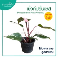 พิ้งค์ปริ้นเซส กระถาง 5 นิ้ว  (Philodendron Pink Princess) ต้นไม้ฟอกอกาศ ต้นไม้มงคล ไม้ด่าง