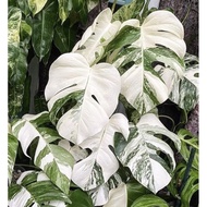 Monstera Bosigiana Albo Japan