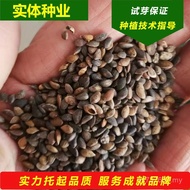 Tree Seed Sale Cold-Resistant Seed Forest Wood Plant Store Seed Camphor Seed Pine Camphor Seed Pine 