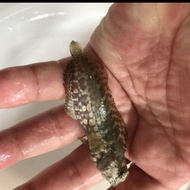 ikan hias laut jabing glodok