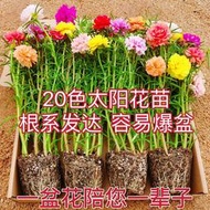 現貨  特價 小欣百貨  重瓣太陽花苗種孑枝條盆栽大花四季播種開花種籽子室內花卉綠植物