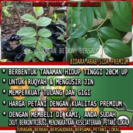 BIDARA ARAB ASLI ORIGINAL TANAMAN HERBAL ORGANIK HIAS POHON RUQYAH
