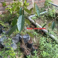 Bibit Durian Lay Super Hasil Okulasi