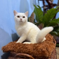 Kucing Scottish Straight Betina 6 Bulan British Shorthair Mix British