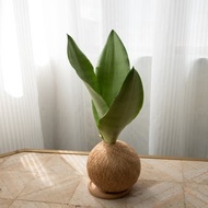 銀后虎尾蘭 手作植栽苔球