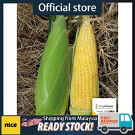 Premium Seed - Benih Jagung Manis Commercial Grade pelbagai Variasi -  REPACK