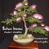 bahan bonsai putri malu bonsai viral/bonggol mantapku
