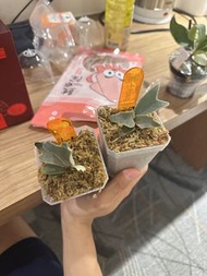 侏儒夢幻鹿角蕨孢子苖