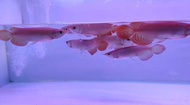 Arwana Arowana Super Red Blood & Chili Red size 13-15 cm - 20 cm