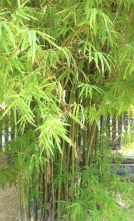 POKOK BULUH PAGAR