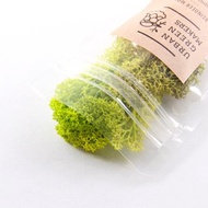 馴鹿最喜歡的植物 - Moss 馴鹿苔 / 亮綠色