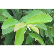 Fresh guava leaves