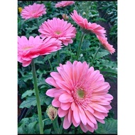 Double gerbera seeds F1 (package of 200 hats) - Em Huyen Shop