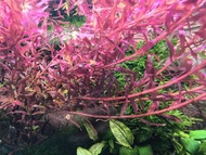 紅宮廷（紅色水草）（ 互換水草或微小魚）