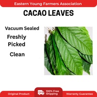 20 pcs Cacao leaves/Freshly picked Cacao Leaves/Vacuum Sealed