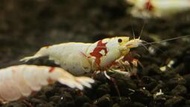 【瘋蝦坊】新手進階款 厚殼紅白水晶蝦 活餌