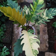 tanaman hias Philodendron Caramel Marble Variegata 7 daun Murah banget