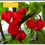 Red habanero pepper seedling