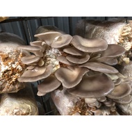 Oyster Mushroom Substrate Bag