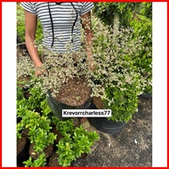 ▼ ❖ ◩ VARIEGATED AFRICAN TALISAY WITH GARDEN SOIL