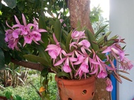 Brass Maika cây trưởng thành