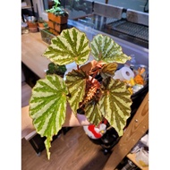 Rare Begonia Irian Jaya