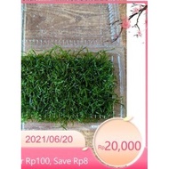 [[ super cheap java moss blister || Moss Mounted Bonsai, aquatic layout, aquarium ]]
