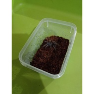 Tarantula Sling Enclosure (small food container)