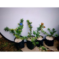 金雀舌罗汉松(原生苗)Gold Macrophyllus Podocarpus