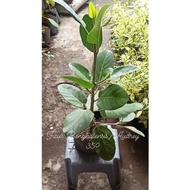 ☬☏✺Multibranch Ficus Benghalensis Audrey
