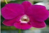 anggrek dendrobium verus purple enzi pra dewasa import